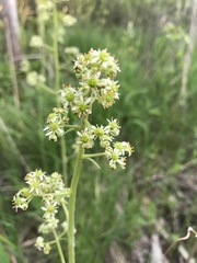 Anticlea elegans glauca