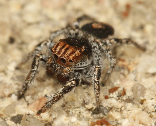 Habronattus venatoris