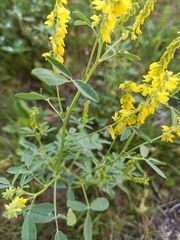 Melilotus