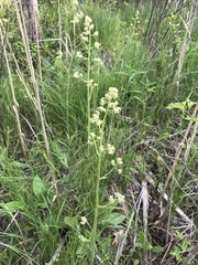 Anticlea elegans glauca