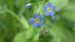 Myosotis cespitosa