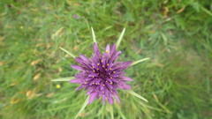 Tragopogon eriospermus