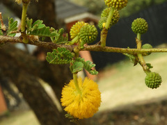 Vachellia hockii