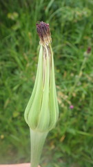 Tragopogon eriospermus