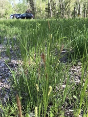 Carex pellita