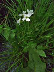 Cardamine dentata