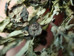 Abrothallus suecicus