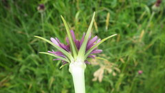 Tragopogon eriospermus