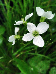 Cardamine dentata