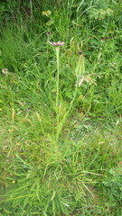 Tragopogon eriospermus