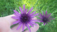 Tragopogon eriospermus