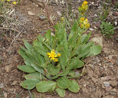 Senecio crassulus