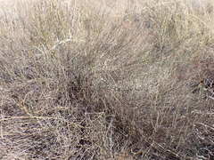 Polygala ephedroides