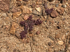 Chorizanthe polygonoides longispina