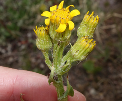 Senecio crassulus