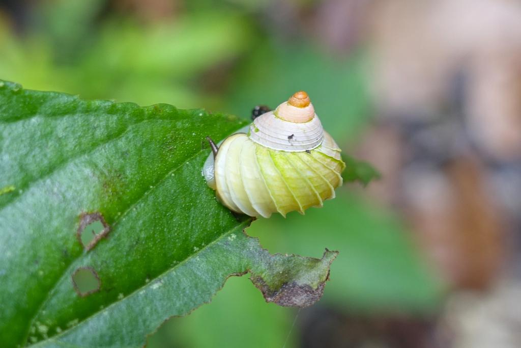 Leptopoma lamellatum (Leptopoma lamellatum) - recorded at Five Rocks
