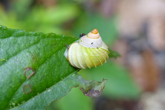 Leptopoma lamellatum