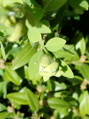 Psylla buxi