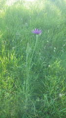 Tragopogon eriospermus