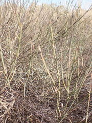 Polygala ephedroides