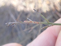 Polygala ephedroides