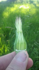 Tragopogon eriospermus