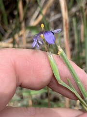Sisyrinchium halophilum