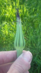 Tragopogon eriospermus