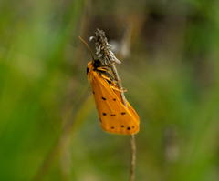 Setina roscida
