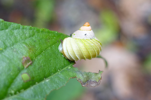 Leptopoma lamellatum