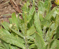Senecio crassulus