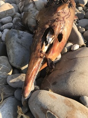 Delphinoidea