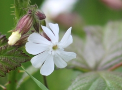 Silene latifolia