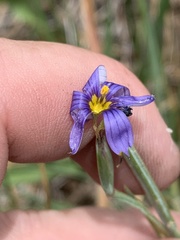 Sisyrinchium halophilum
