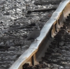 Streptopelia decaocto