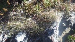 Puccinellia maritima