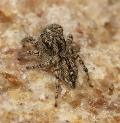 Habronattus hirsutus