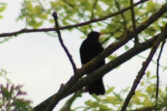 Turdus merula