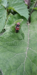 Cantharis rustica