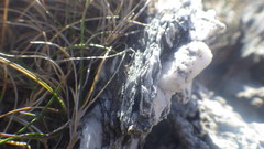 Puccinellia maritima