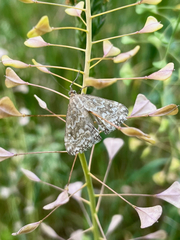 Evergestis frumentalis
