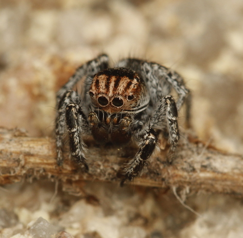 Habronattus venatoris