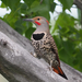 Yellow-shafted × Red-shafted Flicker - Photo (c) Leslie S, some rights reserved (CC BY-NC), uploaded by Leslie S