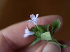 Ruellia costaricensis