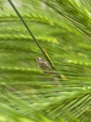 Evergestis frumentalis
