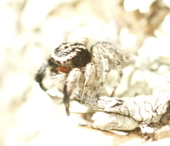 Habronattus hirsutus