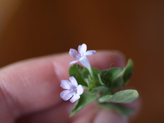 Ruellia costaricensis