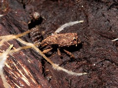 Styphlotelus fascicularis