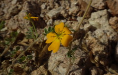Kallstroemia peninsularis