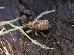 Styphlotelus fascicularis